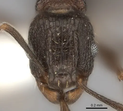 Tetramorium frenchi specimen