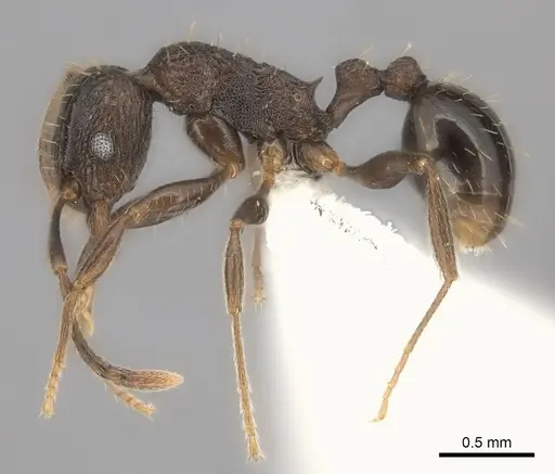 Tetramorium frenchi specimen