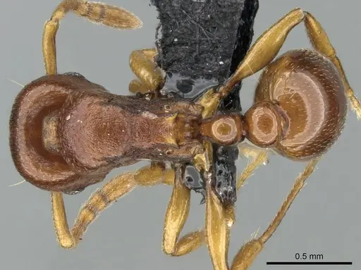 Tetramorium freya specimen