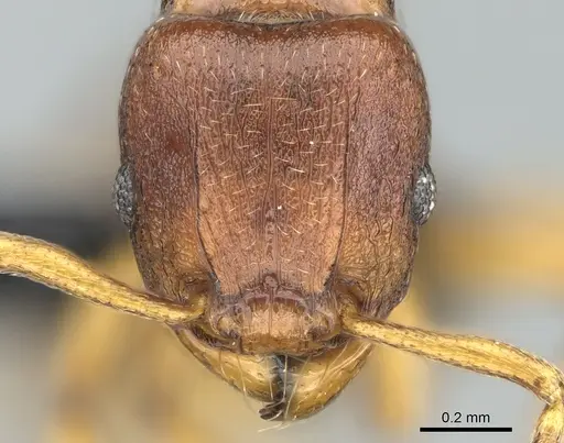 Tetramorium freya specimen