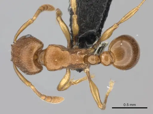 Tetramorium freya - CASENT0466944