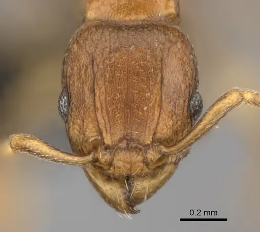 Tetramorium freya - CASENT0466944