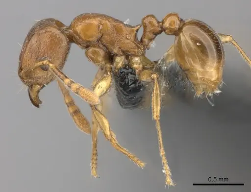 Tetramorium freya - CASENT0466944