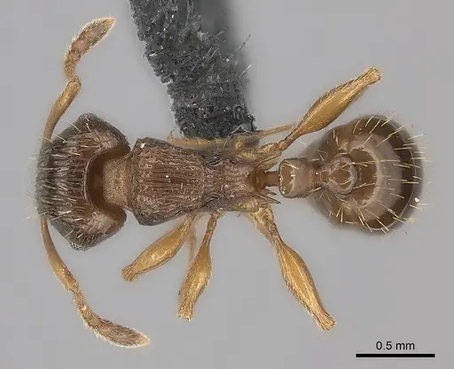 Tetramorium frigidum specimen