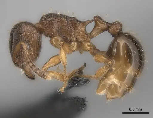 Tetramorium frigidum specimen