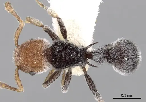 Tetramorium fulviceps specimen