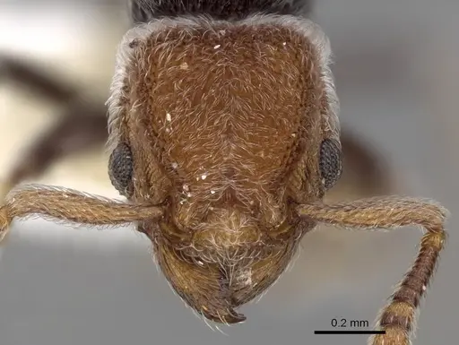 Tetramorium fulviceps specimen