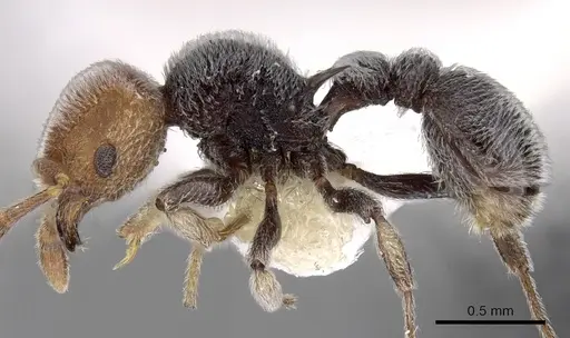 Tetramorium fulviceps specimen