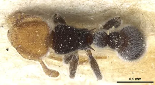 Tetramorium fulviceps - CASENT0904796