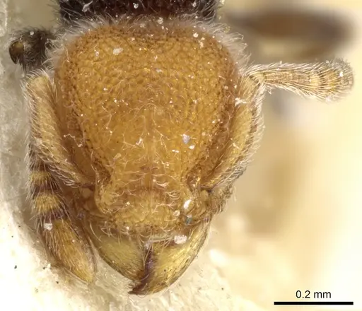 Tetramorium fulviceps - CASENT0904796