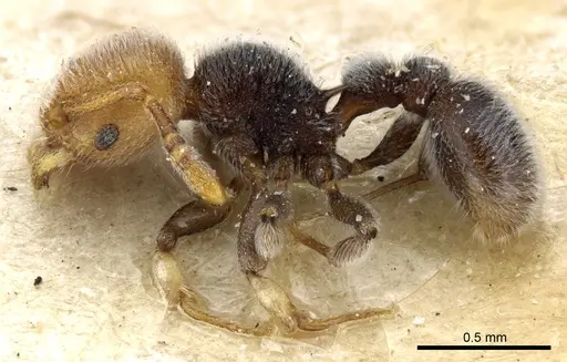 Tetramorium fulviceps - CASENT0904796