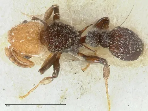 Tetramorium fulviceps - FOCOL2064