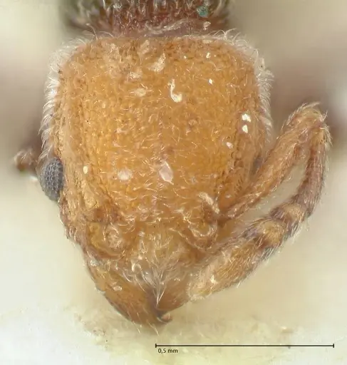Tetramorium fulviceps - FOCOL2064