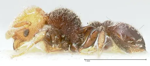 Tetramorium fulviceps - FOCOL2064