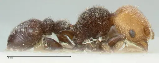 Tetramorium fulviceps - FOCOL2064