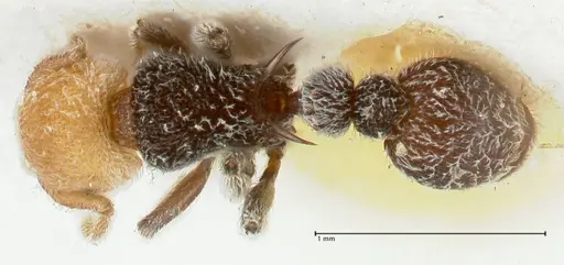 Tetramorium fulviceps - FOCOL2065