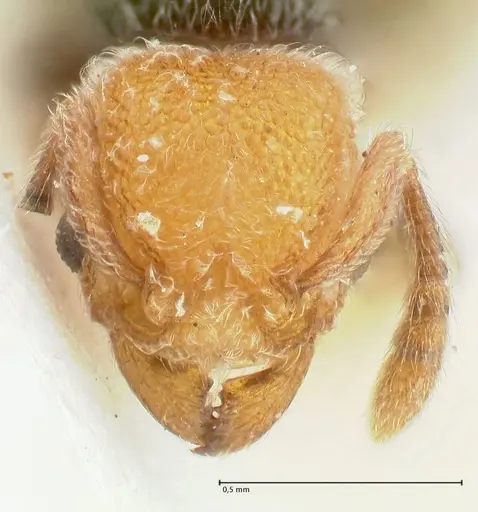 Tetramorium fulviceps - FOCOL2065