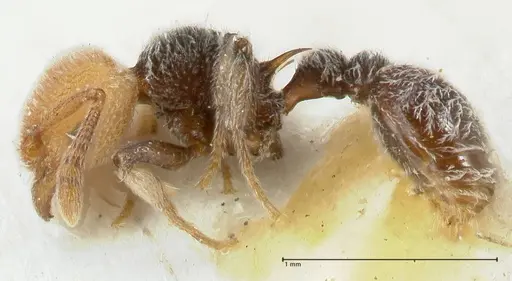 Tetramorium fulviceps - FOCOL2065