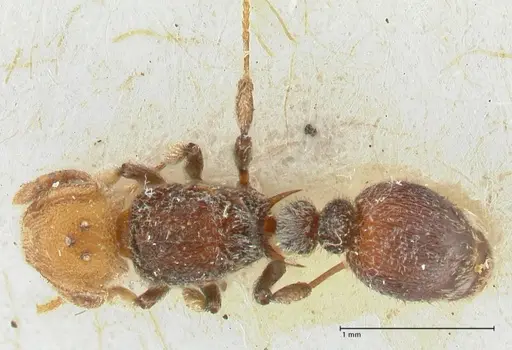 Tetramorium fulviceps - FOCOL2066