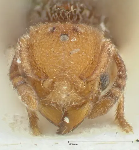 Tetramorium fulviceps - FOCOL2066