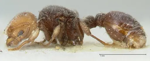 Tetramorium fulviceps - FOCOL2066
