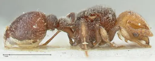 Tetramorium fulviceps - FOCOL2066
