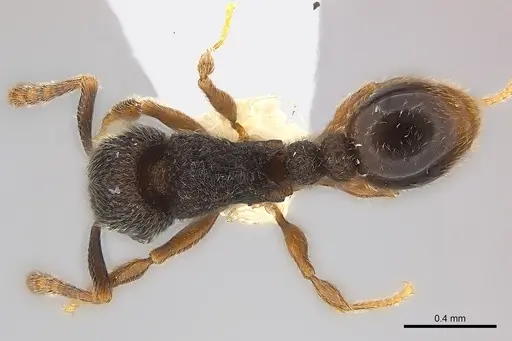 Tetramorium furtivum specimen
