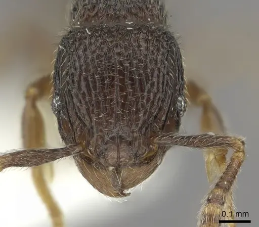 Tetramorium furtivum specimen