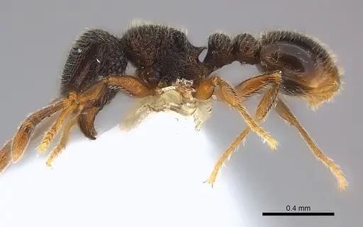 Tetramorium furtivum specimen