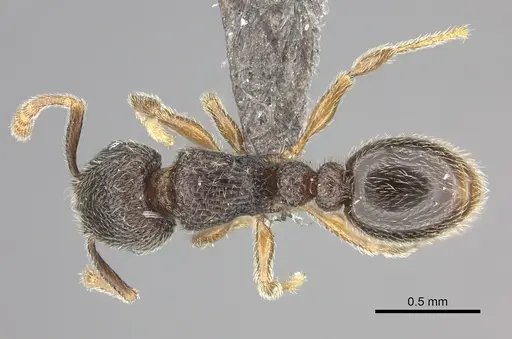 Tetramorium furtivum - CASENT0235775