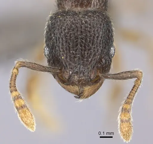 Tetramorium furtivum - CASENT0235775