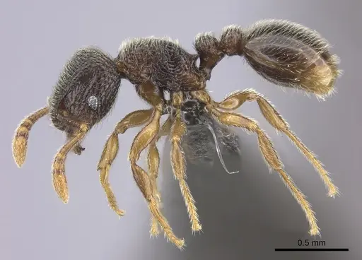 Tetramorium furtivum - CASENT0235775