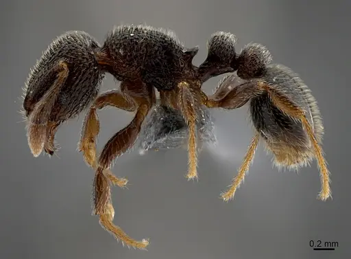 Tetramorium furtivum - CASENT0775231