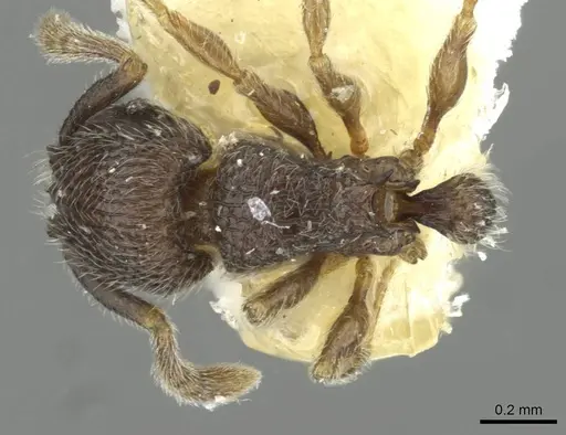 Tetramorium furtivum - CASENT0911250
