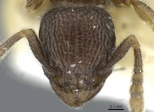 Tetramorium furtivum - CASENT0911250