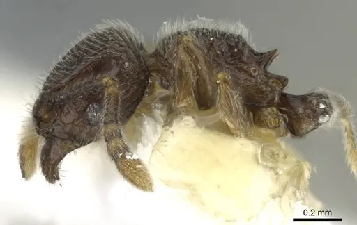 Tetramorium furtivum - CASENT0911250