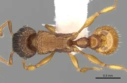 Tetramorium fuscipes specimen