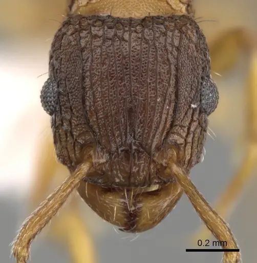 Tetramorium fuscipes specimen