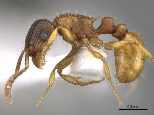 Tetramorium fuscipes specimen