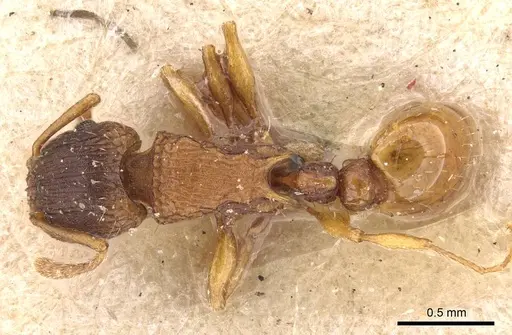 Tetramorium fuscipes - CASENT0909187