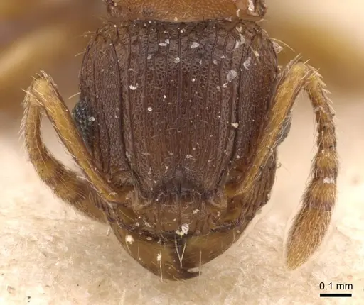 Tetramorium fuscipes - CASENT0909187