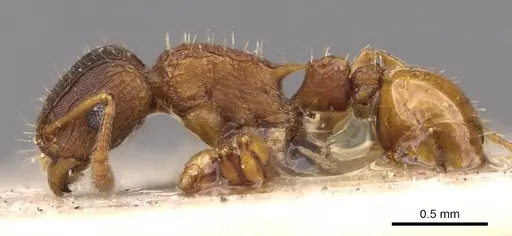 Tetramorium fuscipes - CASENT0909187