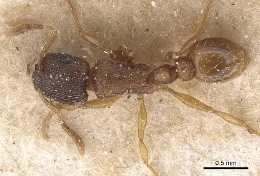 Tetramorium fuscipes - CASENT0915042