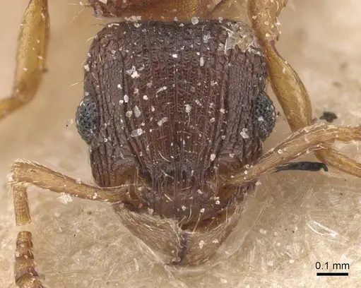 Tetramorium fuscipes - CASENT0915042