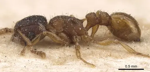 Tetramorium fuscipes - CASENT0915042