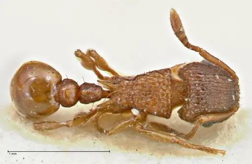 Tetramorium fuscipes - FOCOL2840-1