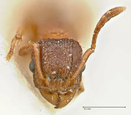 Tetramorium fuscipes - FOCOL2840-1