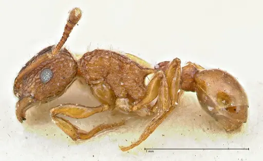Tetramorium fuscipes - FOCOL2840-1