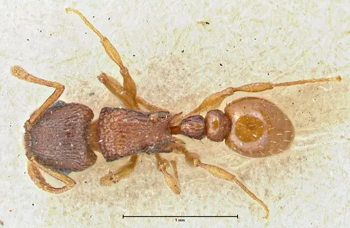 Tetramorium fuscipes - FOCOL2840-2
