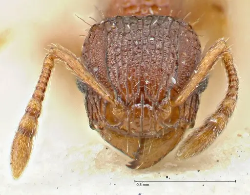 Tetramorium fuscipes - FOCOL2840-2